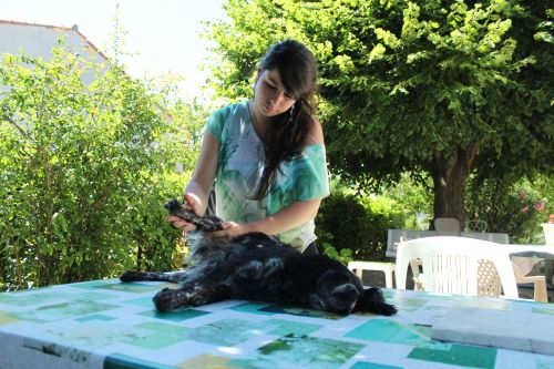 Ostéopathe Animalier - Equin Canin