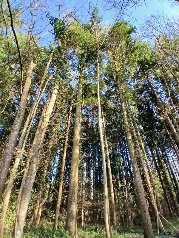 Terrain de loisirs - 10 489 m²