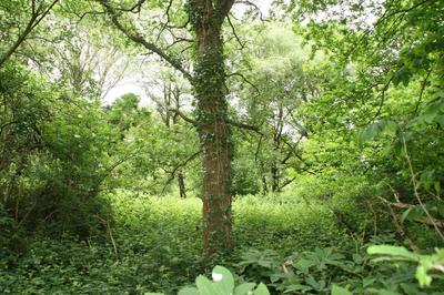 Terrain - 53 650 m²