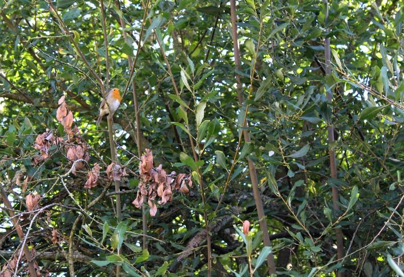 Initiation au comptage des oiseaux