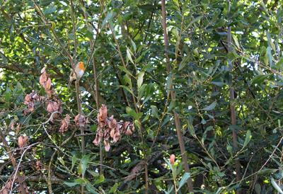 Initiation au comptage des oiseaux