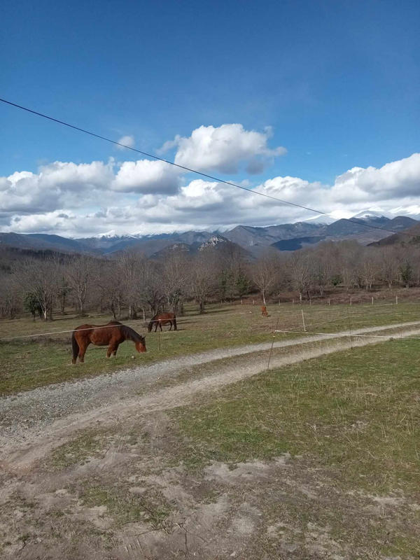 Maison - 275 m² - 9 pièces