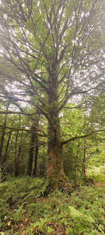 Maison - 175 m² - 7 pièces