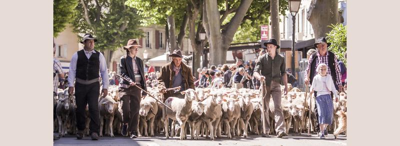 Projection du film la transhumance à Saint-Rémy-de-Provence