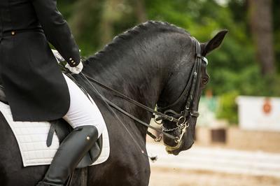 Cce et Concours de Dressage
