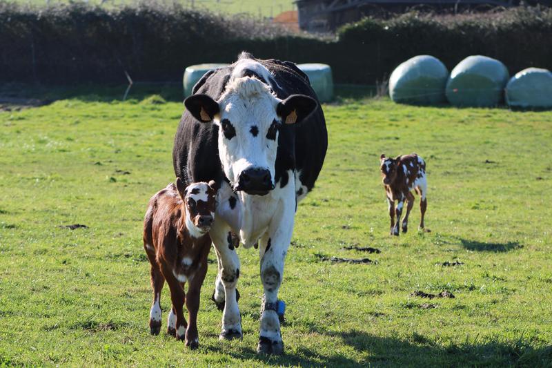 Parcours pédagogique à la Ferme des Cara-Meuh !
