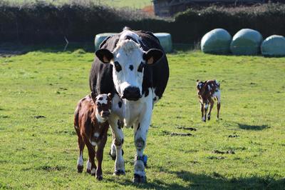 Parcours pédagogique à la Ferme des Cara-Meuh !
