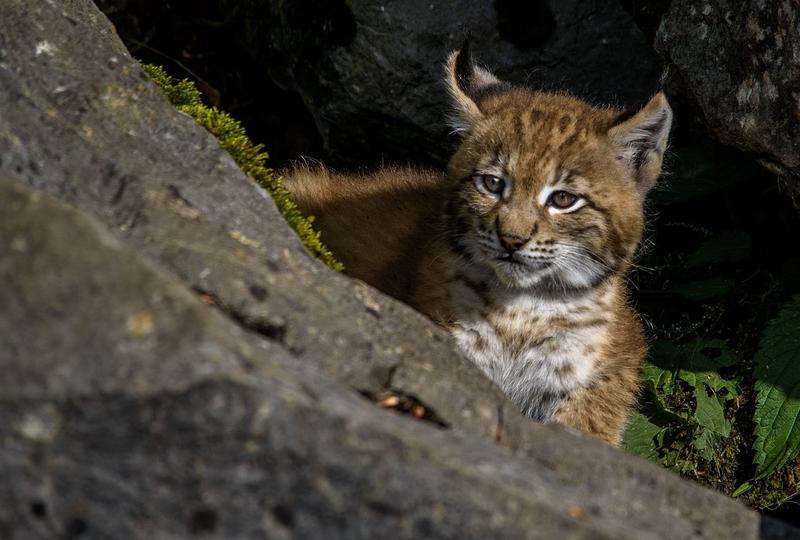 Exposition : Lynx boréal