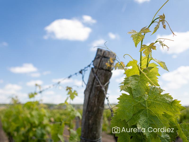 Randonnée commentée dans les vignes