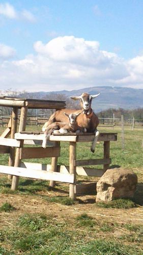 Ferme Pédagogique de la Moulerette