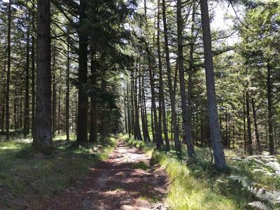 Conférence Upe : la forêt et le changement climatique