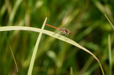 Libellules, toute en légèreté... à l'Étang de Beaumont