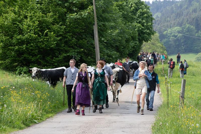 Transhumance avec la ferme auberge Buchwald