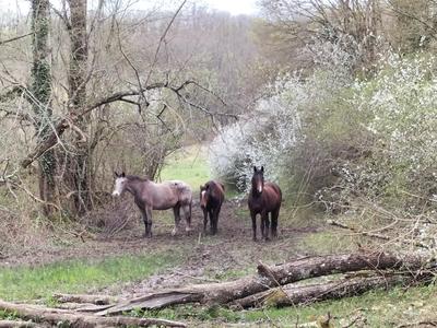 Tournon autour du Cheval