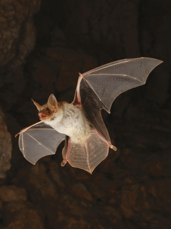 Nous les chauves-souris de Marseille - Nous les reines de la nuit