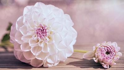 Asseline - Essenselia