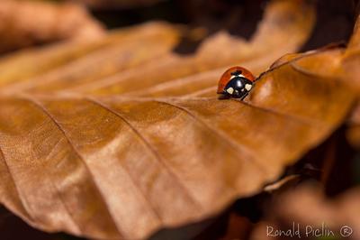 Votre semaine en 7 Vallées