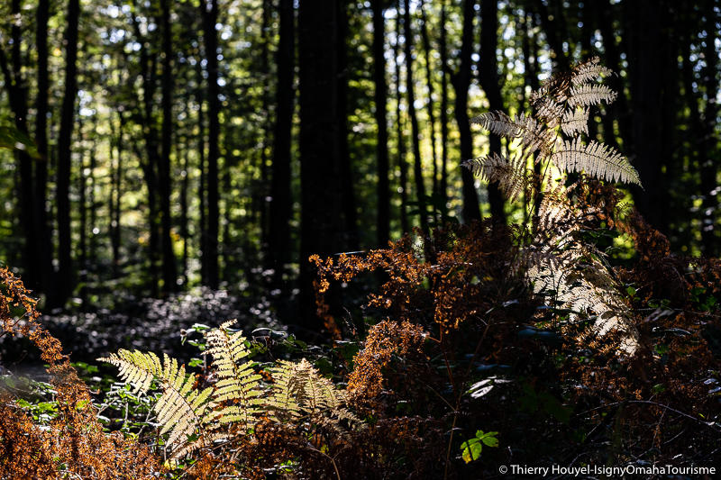 Les animaux nocturnes de la forêt de Cerisy