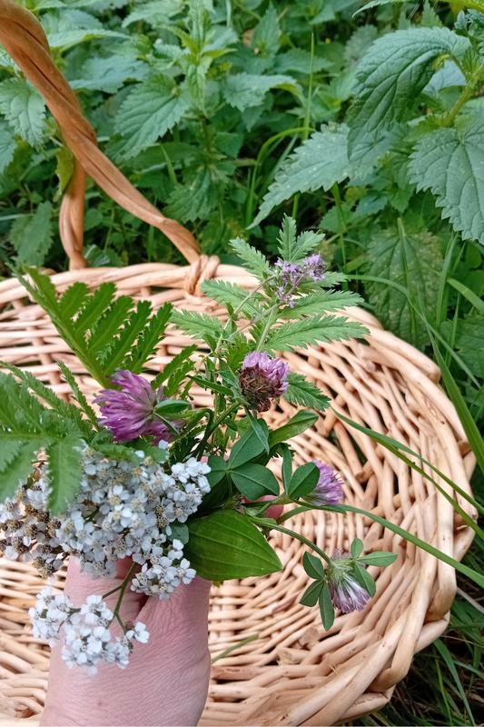 Les plantes et leurs usages - Cueillette et Gourmandises