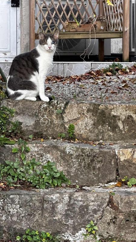 Maison ancienne - 290 m² - 8 pièces