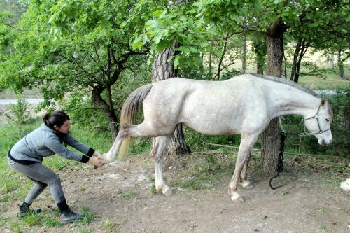 Ostéopathe Animalier - Equin Canin
