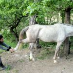 Ostéopathe Animalier - Equin Canin