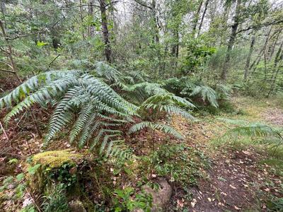 Terrain de loisirs - 7 250 m²