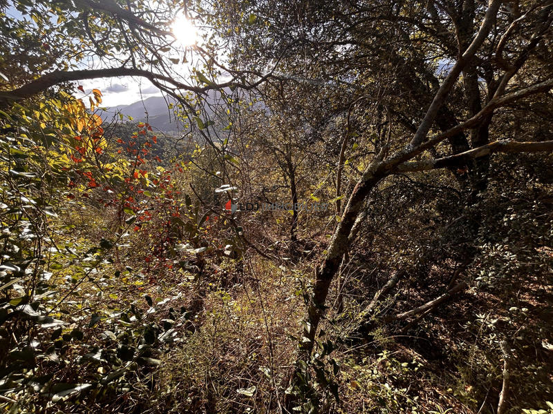 Terrain agricole - 646 m²