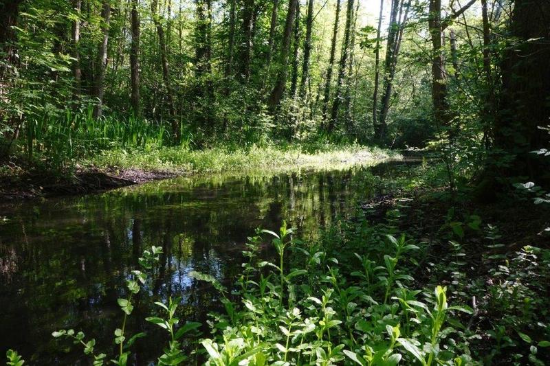 Criquets, sauterelles et compagnie