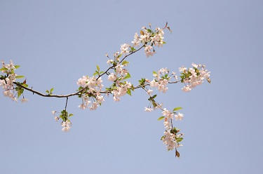 Atelier création d'une branche de cerisier en peinture