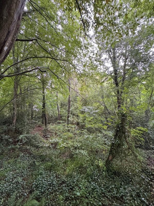 Terrain - 159 203 m²