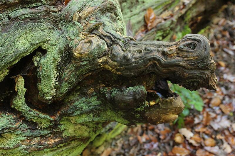 Sortie Nature : Histoires naturelles et poétiques Nocturne