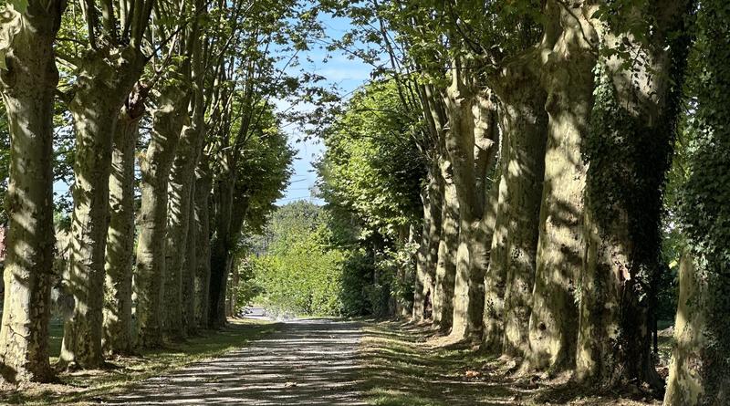 Maison bourgeoise - 350 m² - 8 pièces