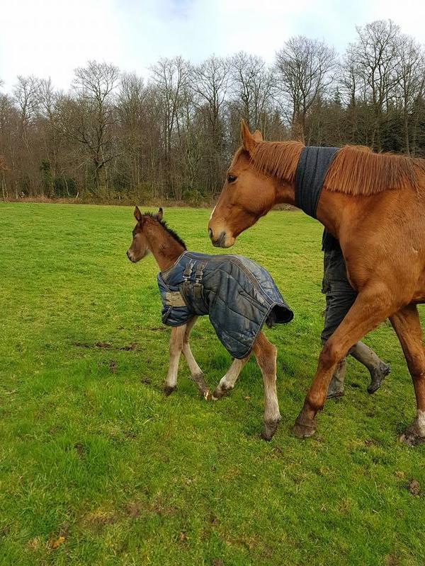 Maison - 204 m² - 7 pièces