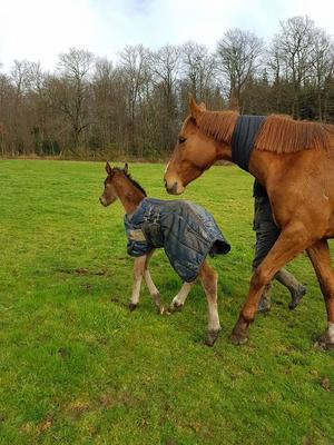 Maison - 204 m² - 7 pièces