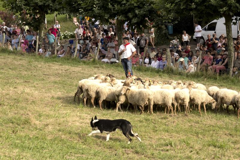 Concours de chiens de berger