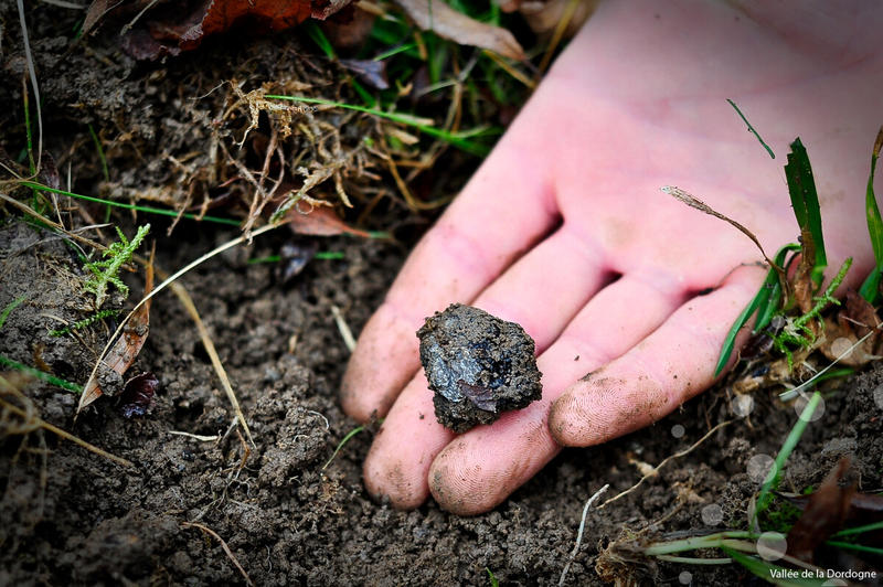 3ème Marché primé aux truffes