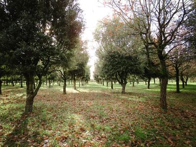 Secrets de Pays : la truffe, trésor de Beuxes, visite au Grand Ponçay
