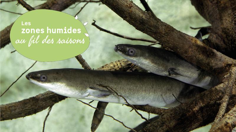 Atelier suivi de la migration des anguilles