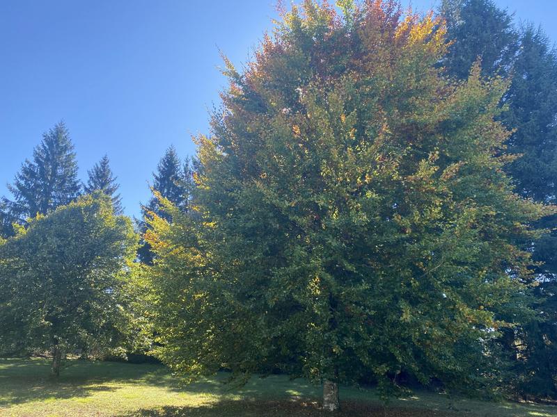 Maison ancienne - 66 m² - 4 pièces