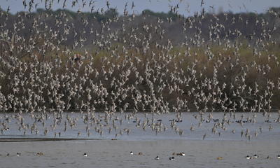 Formation aux oiseaux du littoral : les limicoles, le temps de l'hiver