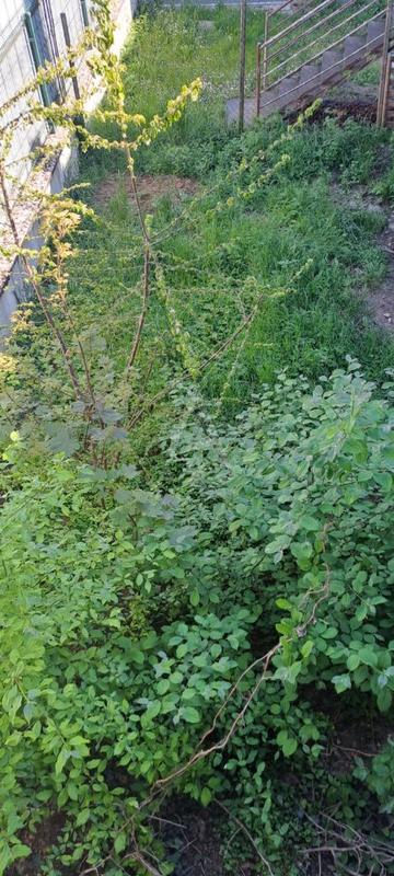 Maison de ville - 95 m² - 4 pièces