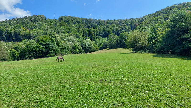 Maison de domaine équestre - 1 000 m² - 12 pièces