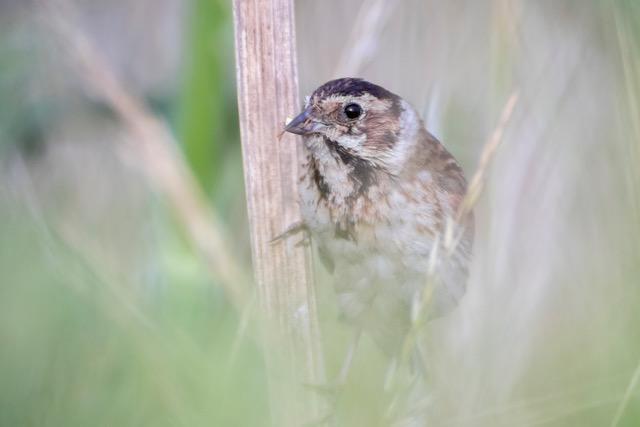 Animation Objectif Brenne pour le Téléthon