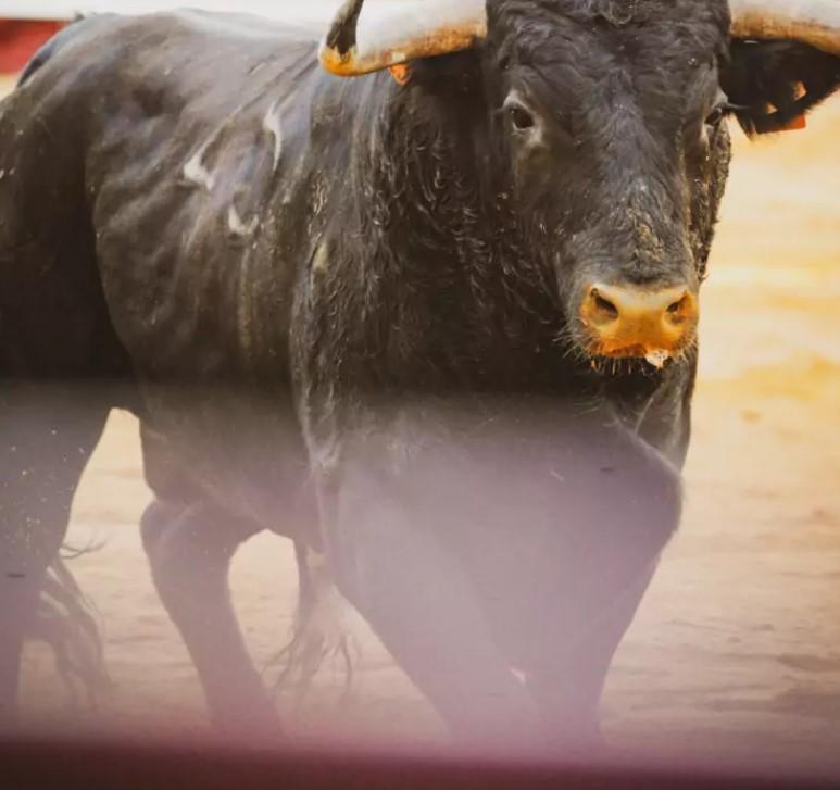 Novillada des Fêtes