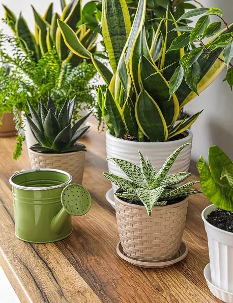 Agapanthe et Compagnie