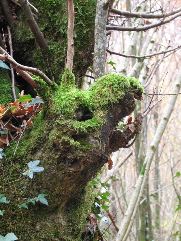 Au coeur de la vallée des Chézeaux
