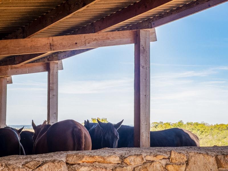 Haras - 400 m² - 7 pièces