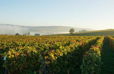 Champagne Harlin Père et Fils