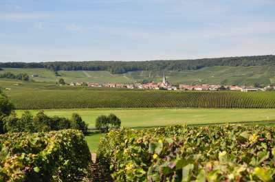 Parc Naturel Régional de la Montagne de Reims
